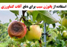 استفاده از پاتوژن سیب برای دفع آفات کشاورزی