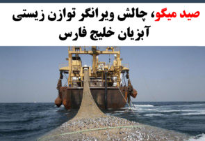 صید میگو، چالش ویرانگر توازن زیستی آبزیان خلیج فارس