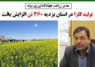 تولید کلزا در استان یزد به ۳۶۰ تن افزایش یافت