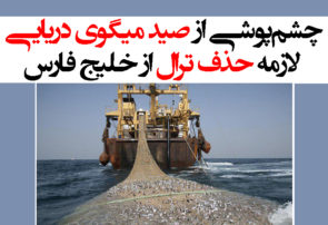 چشم‌پوشی از صید میگوی دریایی، لازمه حذف ترال از خلیج فارس