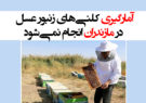 آمارگیری کلنی‌های زنبور عسل در مازندران انجام نمی‌شود