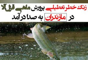 زنگ خطر تعطیلی پرورش ماهی قزل‌آلا در مازندران به صدا در آمد