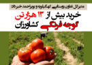 خرید بیش از ۱۳ هزار تن گوجه فرنگی کشاورزان