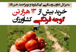 خرید بیش از ۱۳ هزار تن گوجه فرنگی کشاورزان