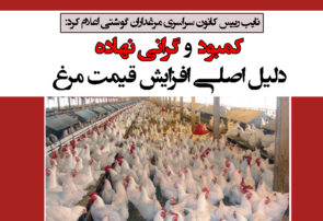 کمبود و گرانی نهاده دلیل اصلی افزایش قیمت مرغ