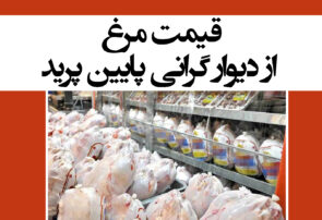 قیمت مرغ از دیوار گرانی پایین پرید/ گرمی بازار با توزیع مرغ یخ زده!