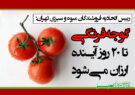 گوجه‌فرنگی تا ۲۰ روز آینده ارزان می‌شود