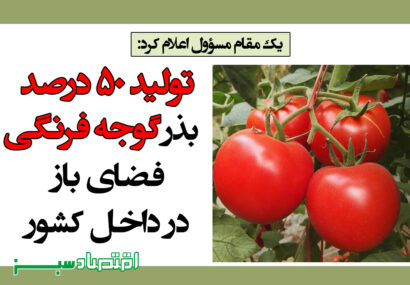 تولید ۵۰ درصد بذر گوجه فرنگی فضای باز در داخل کشور