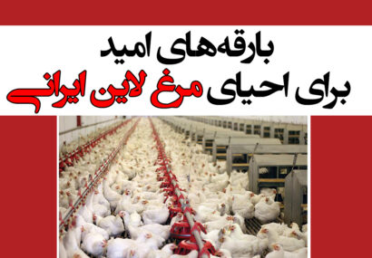بارقه‌های امید برای احیای مرغ لاین ایرانی