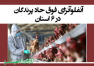 آنفلوآنزای فوق حاد پرندگان در ۶ استان