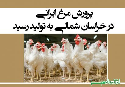 پرورش مرغ ایرانی در خراسان شمالی به تولید رسید