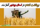 برداشت گندم در استان بوشهر آغاز شد