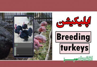 اپلیکیشن Breeding turkeys