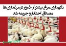 نگهداری مرغ بیشتر از ۵۰ روز در مرغداری‌ها مصداق احتکار و جریمه شد + سند