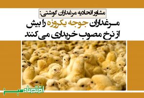 مرغداران جوجه یکروزه را بیش از نرخ مصوب خریداری می‌کنند