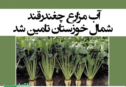 آب مزارع چغندرقند شمال خوزستان تامین شد