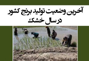 آخرین وضعیت تولید برنج کشور در سال خشک