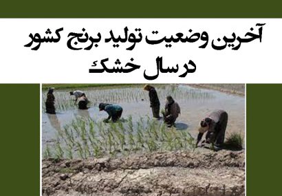 آخرین وضعیت تولید برنج کشور در سال خشک
