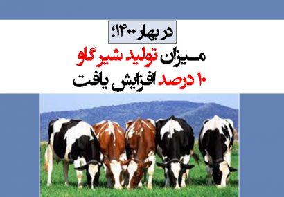 میزان تولید شیر گاو ۱۰ درصد افزایش یافت