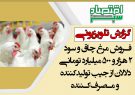 گزارش تلویزیونی/فروش مرغ چاق و سود ۲ هزار و ۵۰۰ میلیارد تومانی دلالان از جیب تولیدکننده و مصرف‌کننده