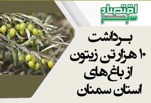 برداشت ۱۰ هزار تن زیتون از باغ‌های استان سمنان