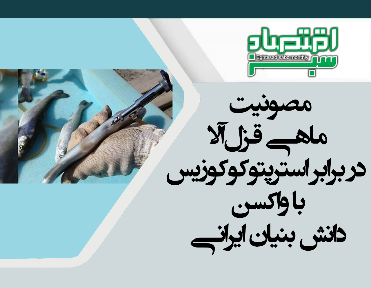 مصونیت ماهی قزل‌آلا دربرابر استرپتوکوکوزیس با واکسن دانش بنیان ایرانی | پایگاه خبری اقتصاد سبز آنلاین