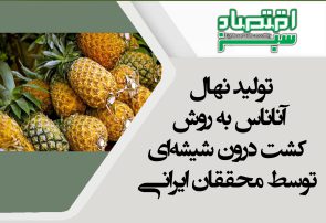 تولید نهال آناناس به روش کشت درون شیشه‌ای توسط محققان ایرانی