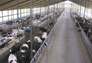 طراحی جایگاه گاوهای تازهزا طراحی جایگاه گاوهای تازهزا