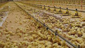 کاهش جوجه‌ریزی مرغداران همچنان ادامه دارد