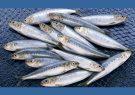 کاهش صید ماهی کیلکا در دریای خزر