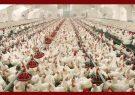 افزایش 14 درصدی عرضه گوشت مرغ و طیور در آبان