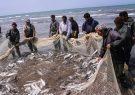 صید ۳۸۰ تُن ماهی استخوانی از دریای خزر