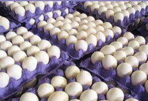 قیمت جدید تخم‌مرغ در میادین/ هرشانه ۹۰ تا ۹۵هزارتومان