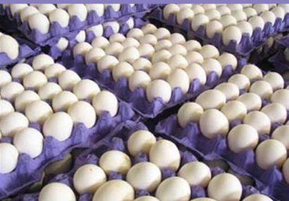 قیمت جدید تخم‌مرغ در میادین/ هرشانه ۹۰ تا ۹۵هزارتومان