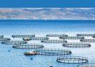 افزایش ۳ برابری قفس‌های دریایی پرورش ماهی تا اسفند امسال