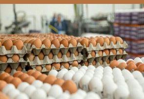رکورد‌شکنی گرانی تخم‌مرغ در آمریکا/ تخم‌مرغ در ایران ارزانتر از 82 کشور