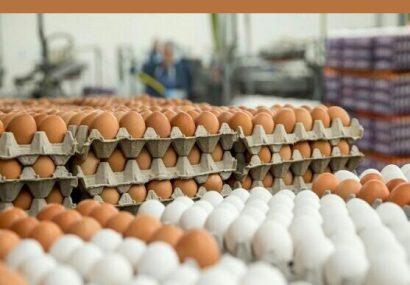 رکورد‌شکنی گرانی تخم‌مرغ در آمریکا/ تخم‌مرغ در ایران ارزانتر از 82 کشور