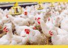 باید از صنعت تولید مرغ در خوزستان حمایت شود