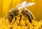کاهش تعداد زنبورها در جهان به سلامت میلیون‌ها نفر آسیب می‌رساند