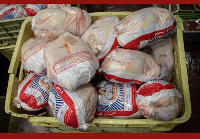 دولت برای جمع‌آوری مرغ مازاد همکاری کند