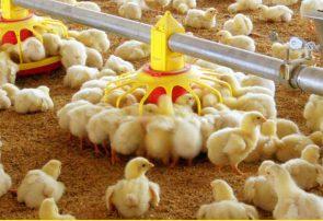 تولیدکنندگان مرغ انگیزه جوجه‌ریزی ندارند/ خسارت ۳۰۰ تا ۴۰۰ میلیارد تومانی به مرغداران در دو ماه
