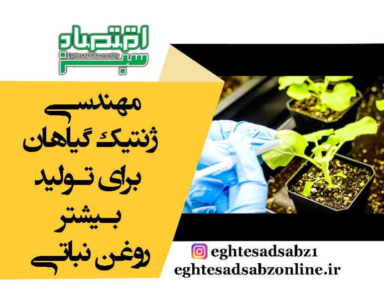 مهندسی ژنتیک گیاهان برای تولید بیشتر روغن نباتی | پایگاه خبری اقتصاد سبز آنلاین