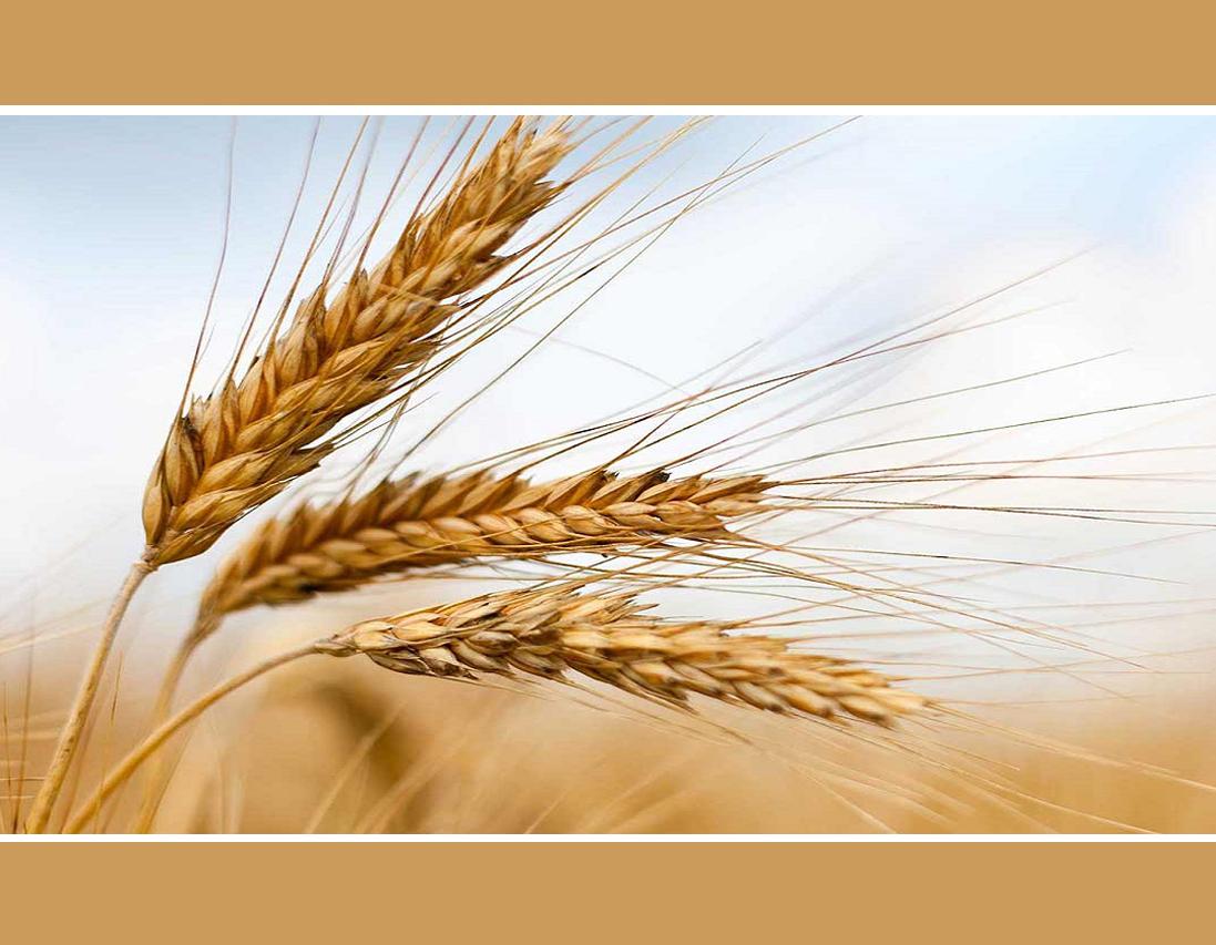 تعیین سطح زیرکشت گندم با ماهواره خیام | پایگاه خبری اقتصاد سبز آنلاین