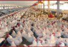 اجازه وزارت جهاد‌کشاورزی به مرغداران برای حذف گله‌های مرغ مادر گوشتی بالای ۶۴ هفته + سند