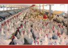 کاهش ۱.۴ درصدی شاخص قیمت تولیدکننده مرغداری‌های صنعتی
