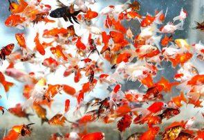 چند نکته درباره ماهی‌های قرمز سفره هفت‌‌سین/ ماهی‌‌ قرمزها تا ‌5 سال هم عمر می‌کنند‌