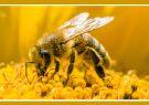 کام شیرین اقتصاد کشاورزی آذربایجان‌ شرقی با زنبور عسل
