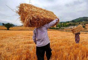 شرط خودکفایی و پایداری تولید گندم چیست؟