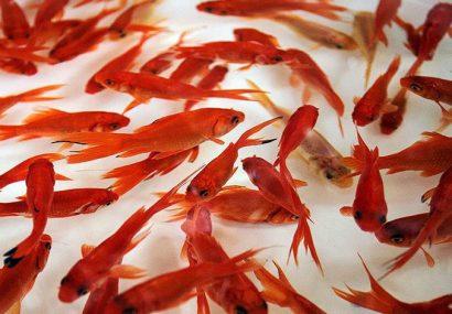 ماهی قرمز را فقط در حوض‌های مشخص شده رها کنید