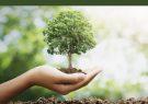 ترمیم طبیعت؛ اولویت اصلی در کاشت یک میلیارد درخت است